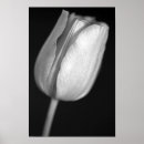 Buscar tulipanes blancos negros posters Para ella