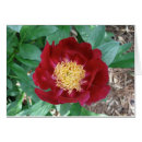 Buscar peony fotografía Oro
