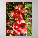 Buscar membrillo posters Naturaleza