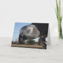 Buscar congo tarjetas Loro