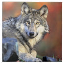 Buscar lobo gris azulejos Animal