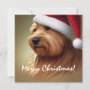 Buscar norfolk terrier tarjetas Adorable