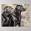 Buscar labrador retriever negro posters Fotografía