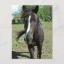 Buscar pintura del caballo postales Equino