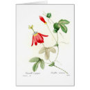 Buscar pasionaria Floral