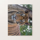 Buscar tigre de bengala puzzles Vida silvestre