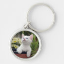 Buscar primero plano accesorios Gatito