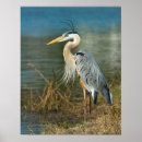 Buscar garza gris posters Vida silvestre