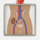 Buscar cuerpo humano adornos Médico