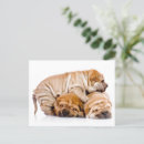 Buscar shar pei postales Divertido
