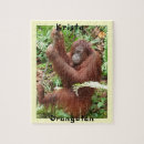 Buscar borneo Orangután