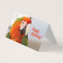 Buscar macaw tarjetas Loro
