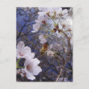 Buscar flor de cerezo postales Al aire libre