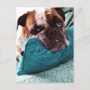 Buscar de bulldog postales Perros