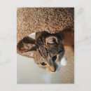 Buscar postcrossing postales Gatito
