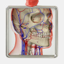 Buscar cuerpo humano adornos Parte