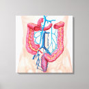 Buscar anatomía humana lienzos Biología