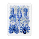 Buscar pulpo imanes Antiguo