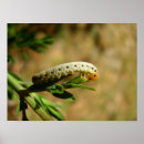 Buscar herbívoros posters Para todos