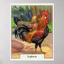 Buscar leghorn posters Gallina