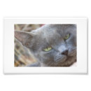 Buscar gato azul ruso posters Animales