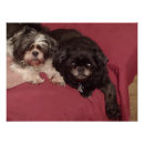 Buscar shihtzu posters Adorable