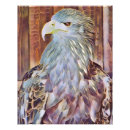 Buscar águila blanca posters Vida silvestre