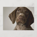 Buscar indicador postales Perro