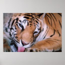 Buscar imágenes de gatos posters Tigres