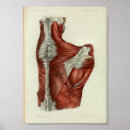 Buscar anatomía posterior posters Médico