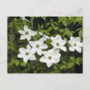 Buscar pacífico postales Blanco