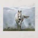 Buscar caballo blanco postales Equino