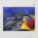 Buscar gota de lluvia postales Azul