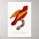 Buscar historia natural posters Loro