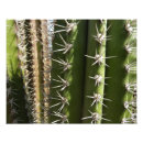 Buscar cactus de barril posters Desierto