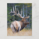 Buscar alces postales Animal
