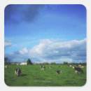 Buscar holstein pegatinas Horizontal