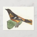 Buscar oriole postales Ilustracion