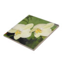Buscar orquídea azulejos Orquídeas blancas