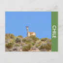 Buscar vicuña postales Andes