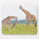 Buscar árbol familia de alfombrillas de raton Animales