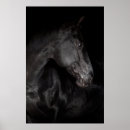 Buscar caballo negro posters Semental