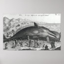 Buscar caza de ballenas posters Escuela