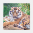 Buscar depredadores imanes Gatos grandes