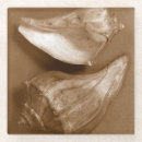 Buscar seashell fotografía Cáscara del mar