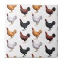 Buscar gallos azulejos Negro