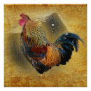 Buscar casa de granja posters Gallo