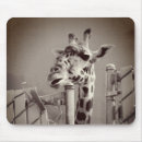 Buscar giraffe alfombrillas de raton Zoológico