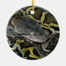Buscar python adornos Reptil