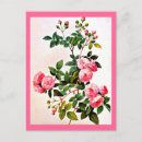 Buscar pierre joseph redoute postales Rosa